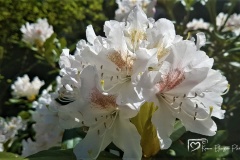 20170504_142918